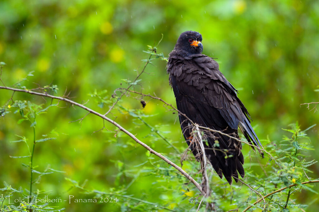 Snail Kite