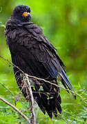 Snail Kite