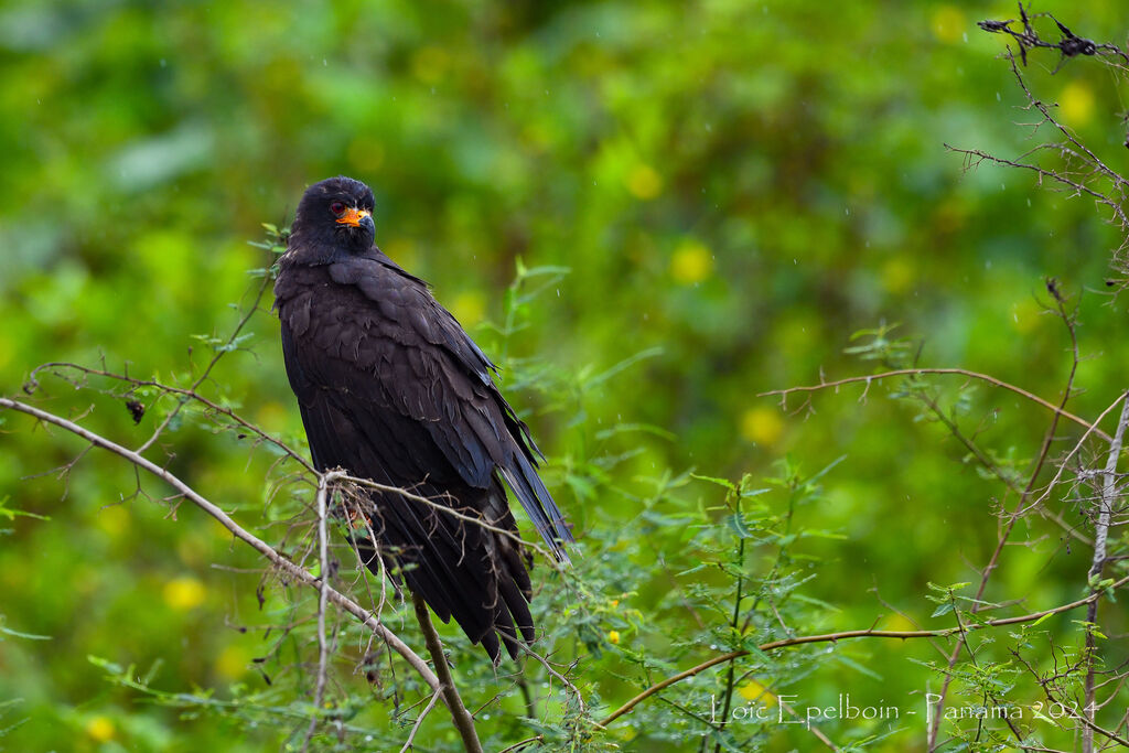 Snail Kite