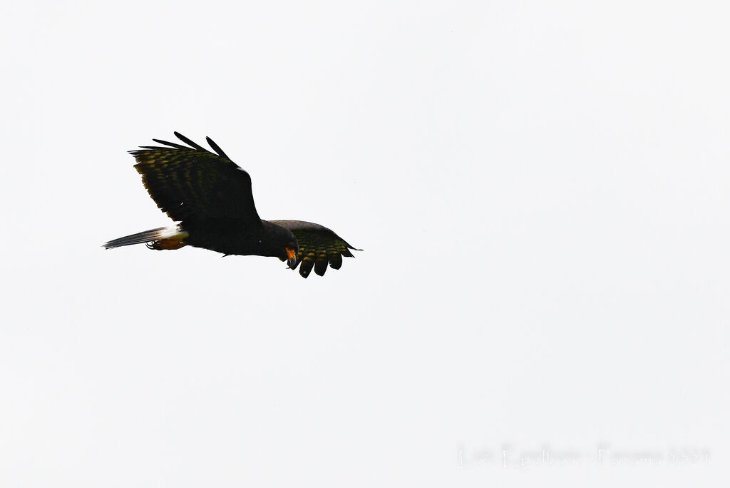 Snail Kite