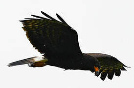 Snail Kite