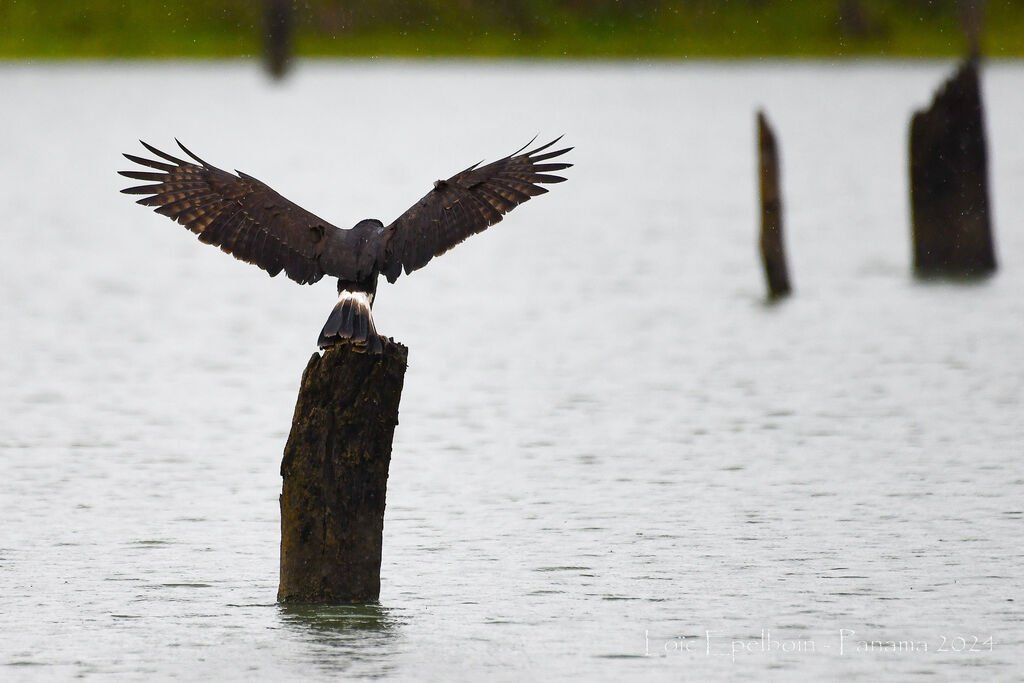 Snail Kite