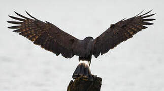 Snail Kite