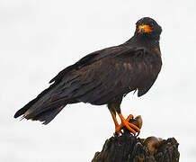 Snail Kite
