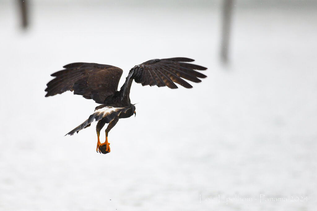 Snail Kite