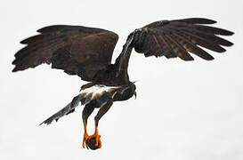 Snail Kite