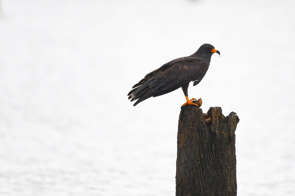 Snail Kite