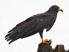 Snail Kite