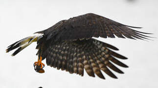 Snail Kite