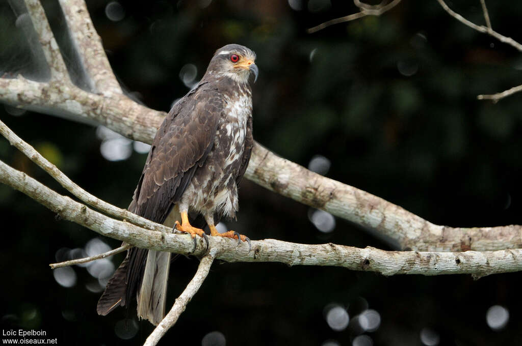 Snail Kite female adult, identification