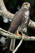 Snail Kite