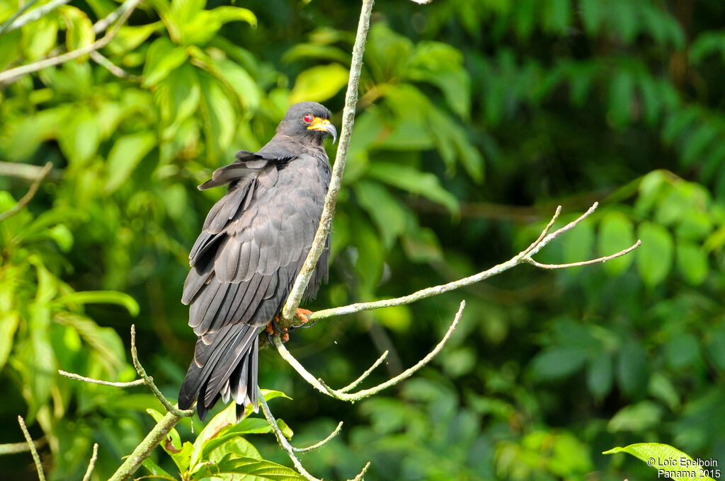 Snail Kite