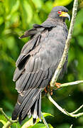 Snail Kite