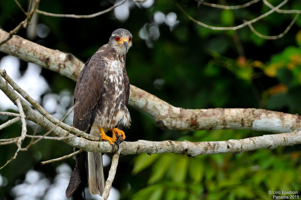 Snail Kite