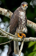 Snail Kite