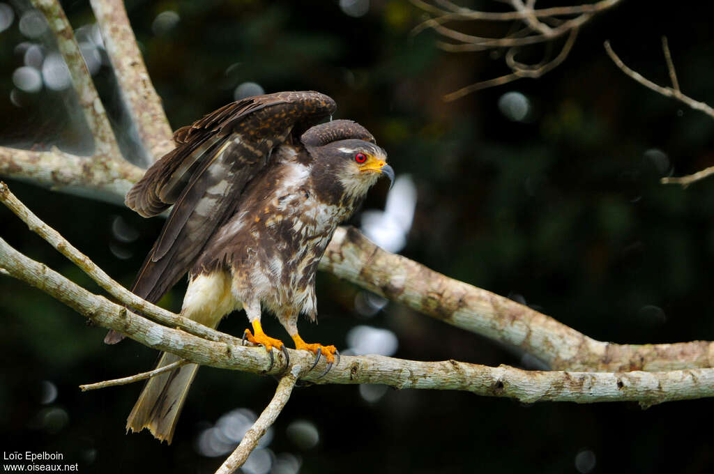 Snail Kite female