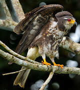 Snail Kite