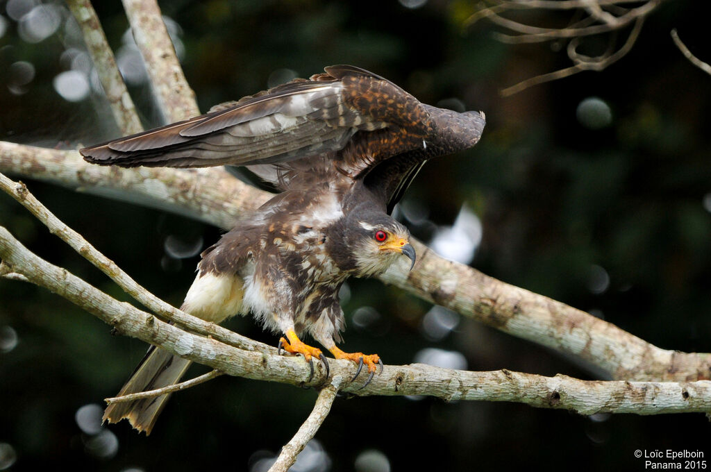 Snail Kite