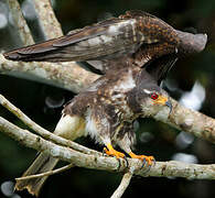 Snail Kite