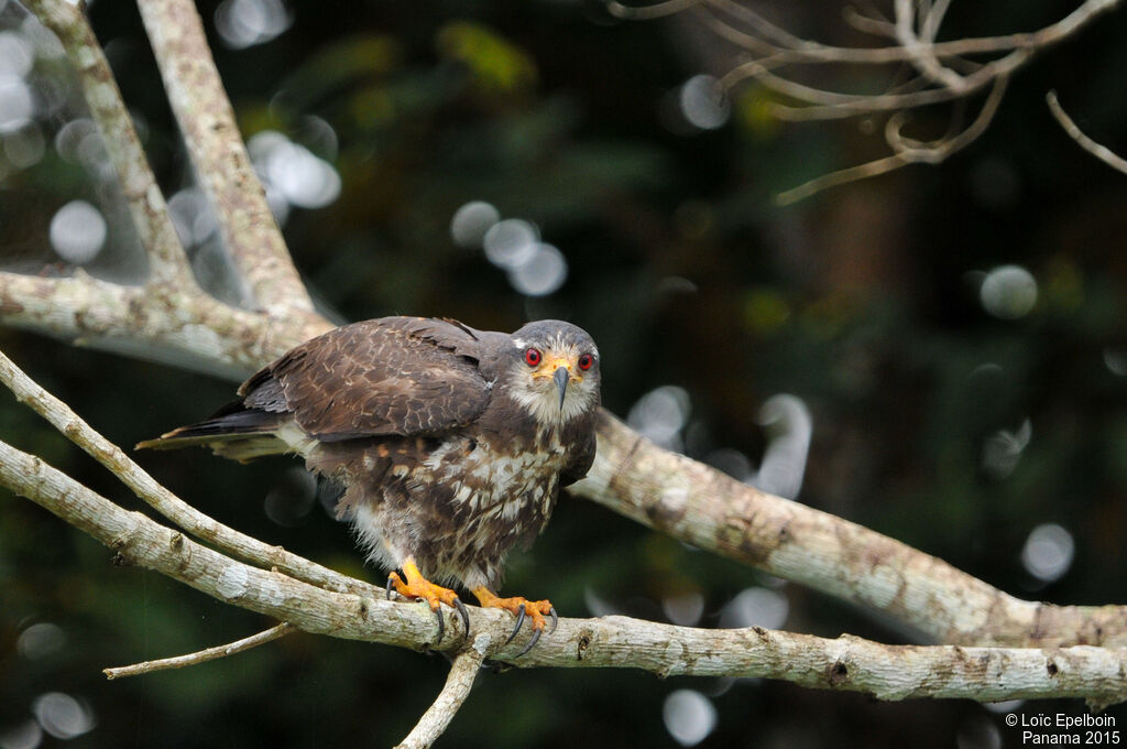 Snail Kite