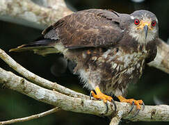 Snail Kite