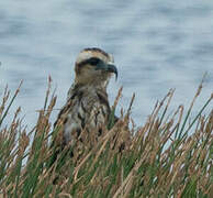 Snail Kite