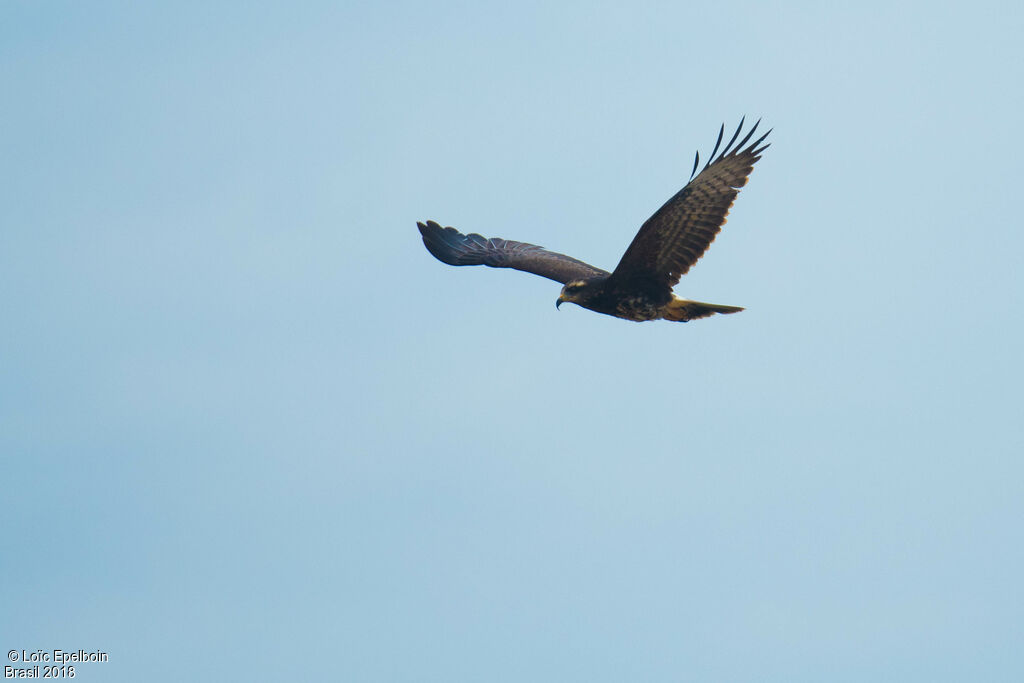 Snail Kite