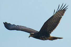 Snail Kite