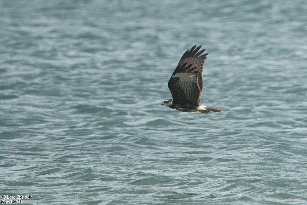 Snail Kite