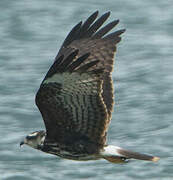 Snail Kite