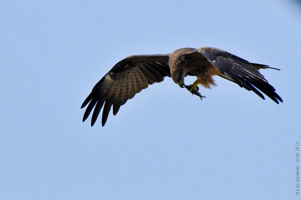 Black Kite (govinda)