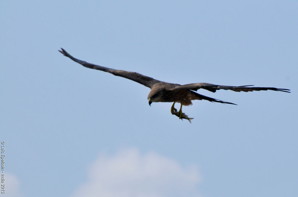 Black Kite (govinda)