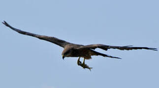 Black Kite (govinda)