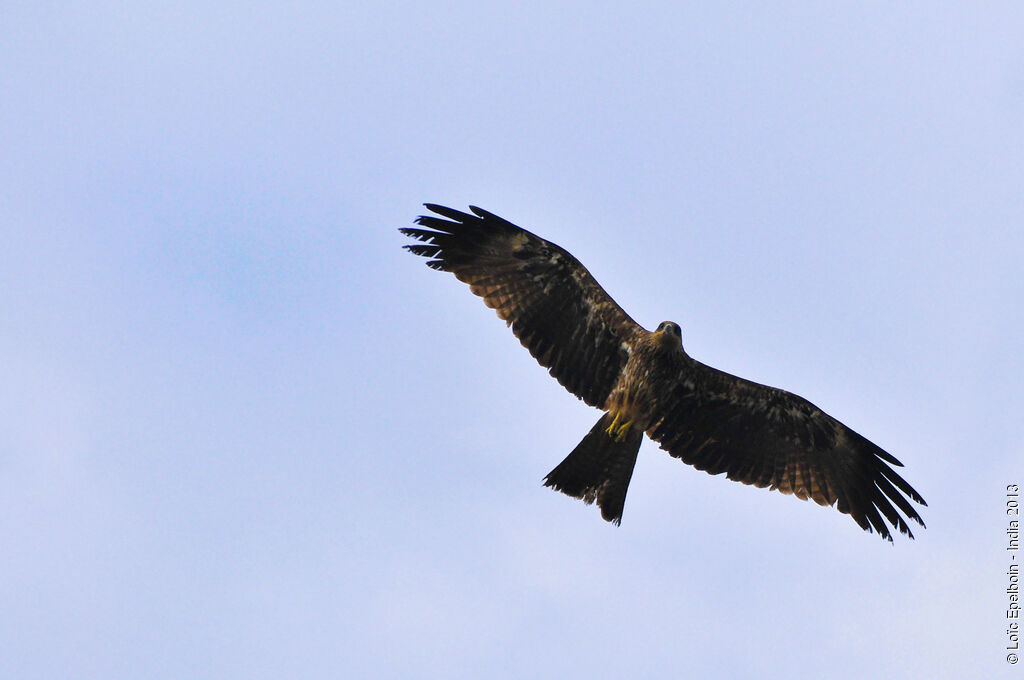 Black Kite (govinda)