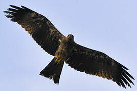 Black Kite (govinda)