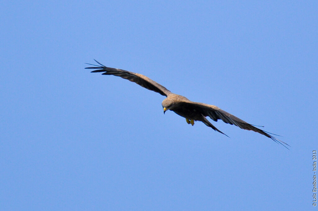 Black Kite