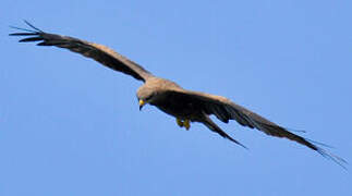 Black Kite