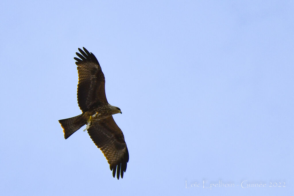 Black Kite