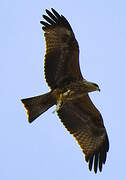 Black Kite