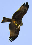 Black Kite