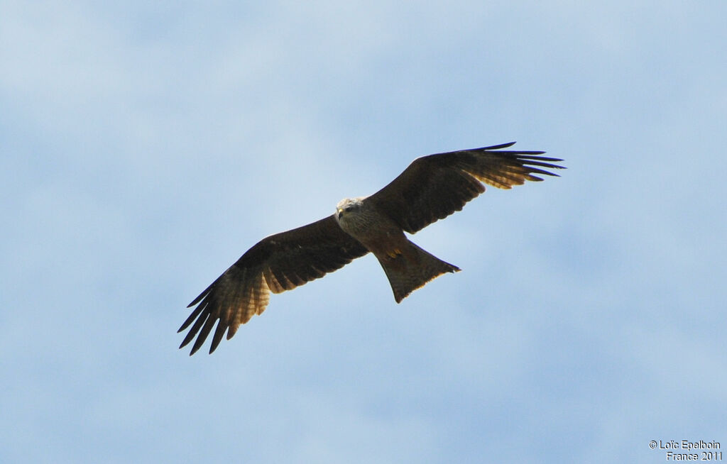 Black Kite