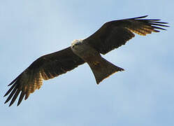 Black Kite