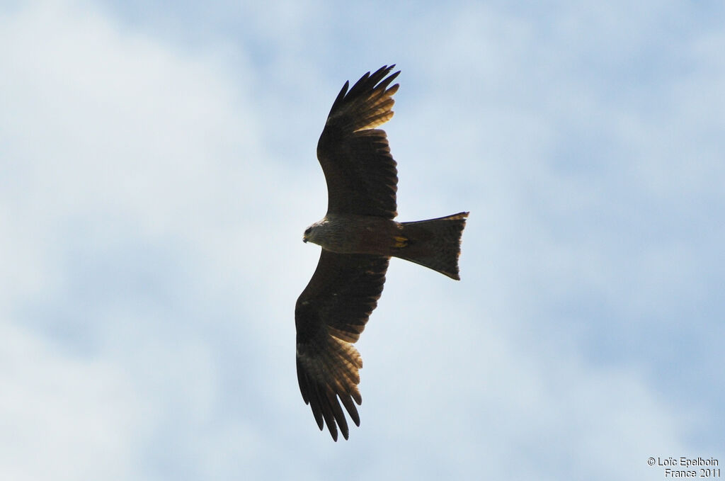 Black Kite