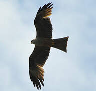 Black Kite