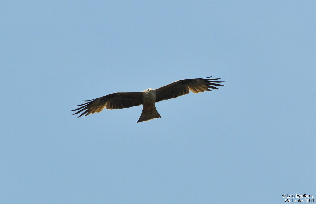 Black Kite