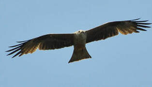 Black Kite