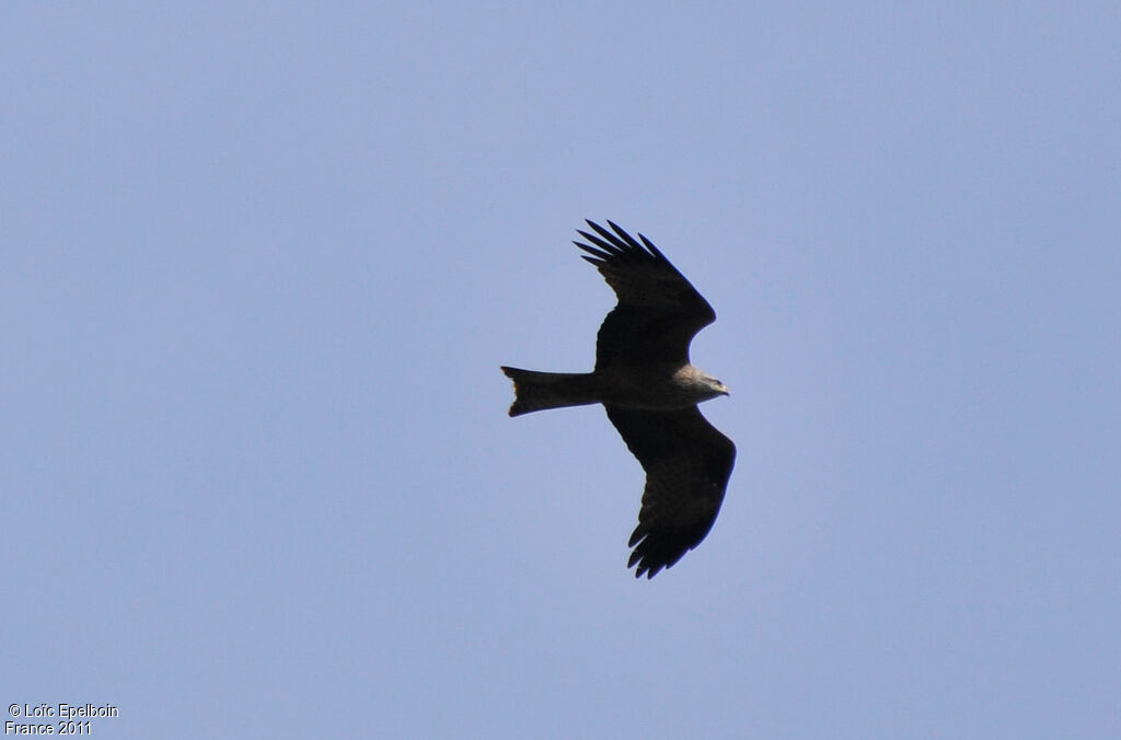 Black Kite