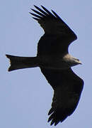 Black Kite