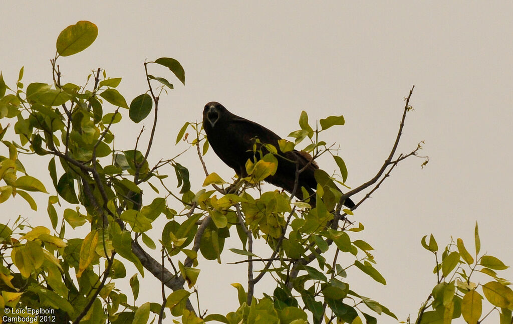 Black Kite