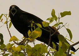 Black Kite